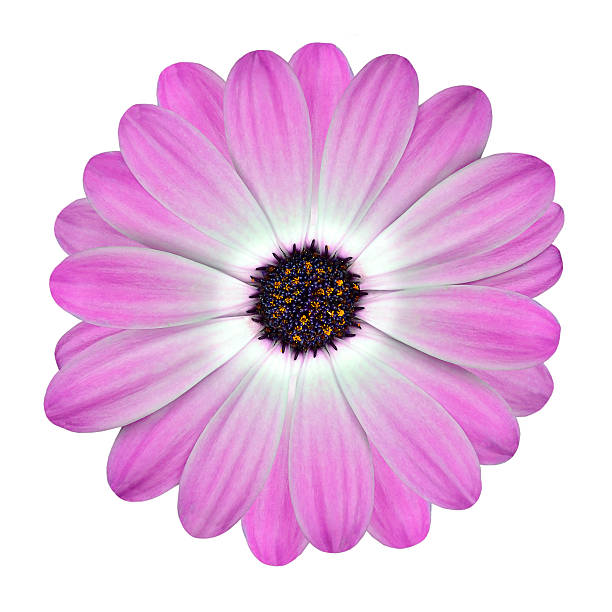istock White and Pink Osteospermum Daisy Flower isolated 160084896
