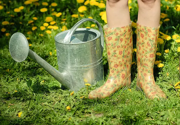 Waterpot and rubber boots on the background of green grass and dandelion