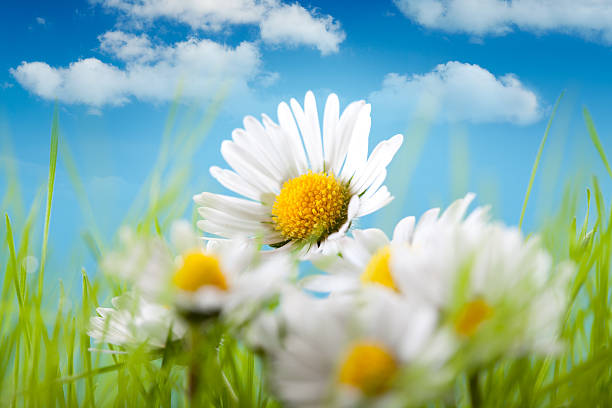 Spring flowers - Beautiful daisy on blue sky background stock photo