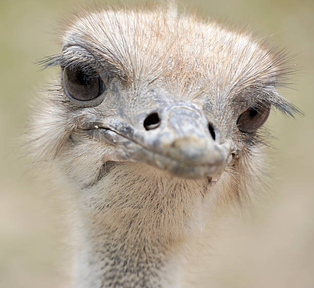 istock Photo of ostrich 160085461
