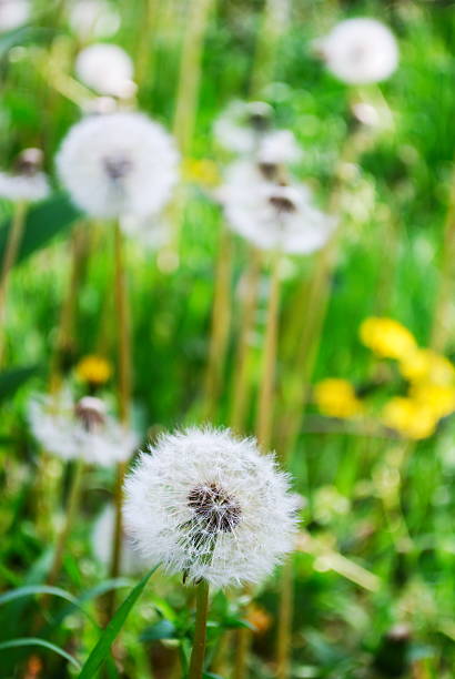 Dandelions stock photo