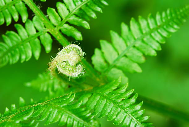 Young fern stock photo
