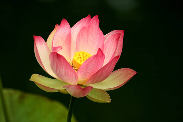 große rosa water lilly - lillypad lily water lily water stock-fotos und bilder