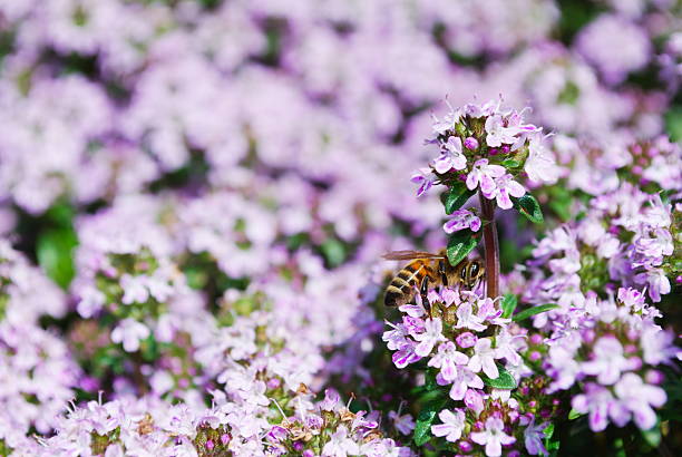 Honeybee on spring thyme flowers stock photo