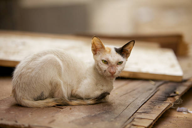 Gato em lixo - foto de acervo