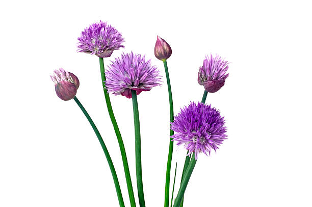 Chive on white background stock photo