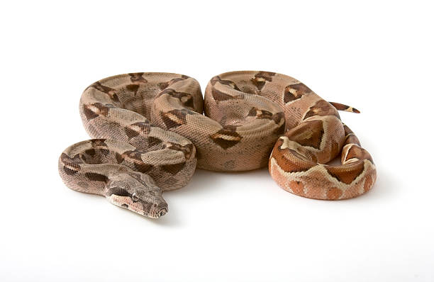 Boa constrictor snake with design in scales Columbian Boa (Boa constrictor imperator) in hypomelanistic color phase. boa stock pictures, royalty-free photos & images