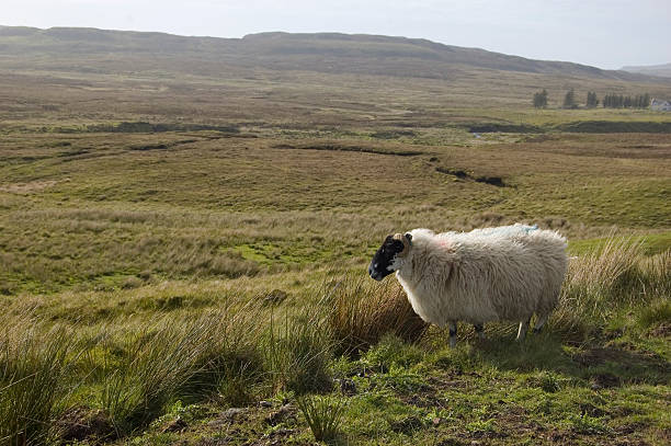 Sheep stock photo