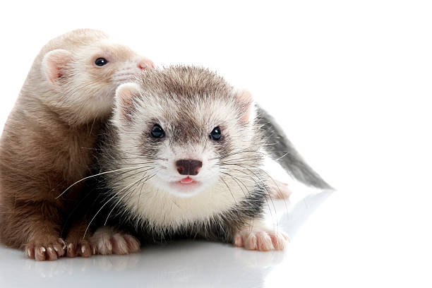 istock Couple of young ferrets 160086785