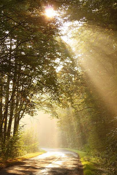 luz del sol cae en el bosque misty - avenue tree fotografías e imágenes de stock