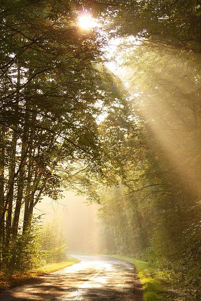 солнечных лучей падает в туманный лес - nature sunlight tree illuminated стоковые фото и изображения