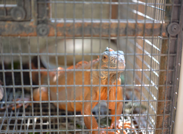 istock Iguana , orange in one cage . 1600868225