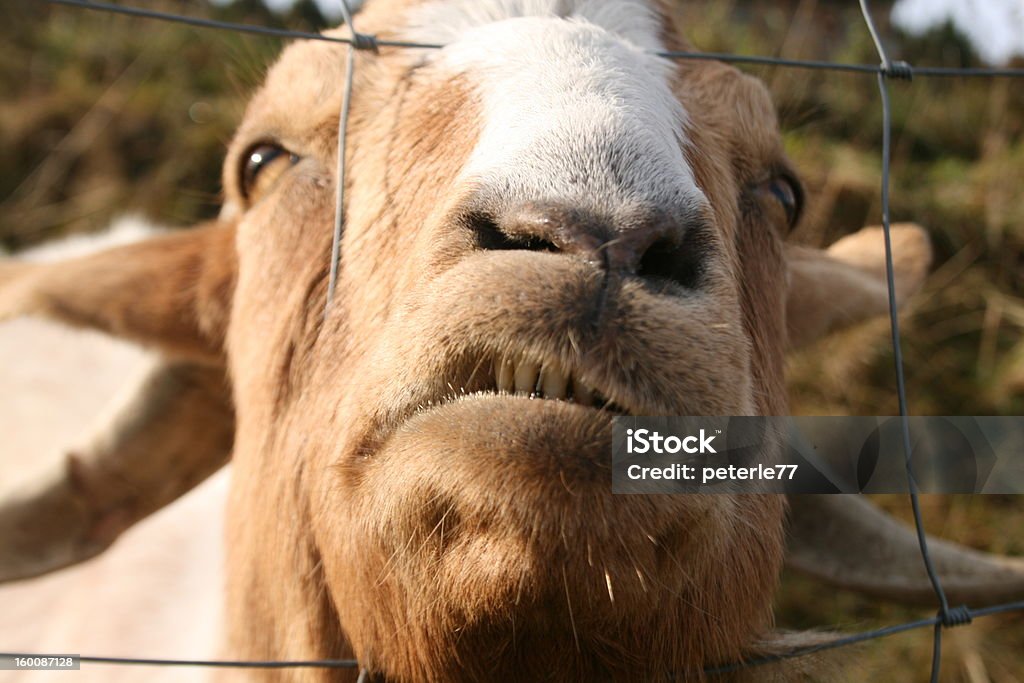 Hammel Stock Photo - Download Image Now - Animal, Animal Teeth, Domestic  Goat - iStock