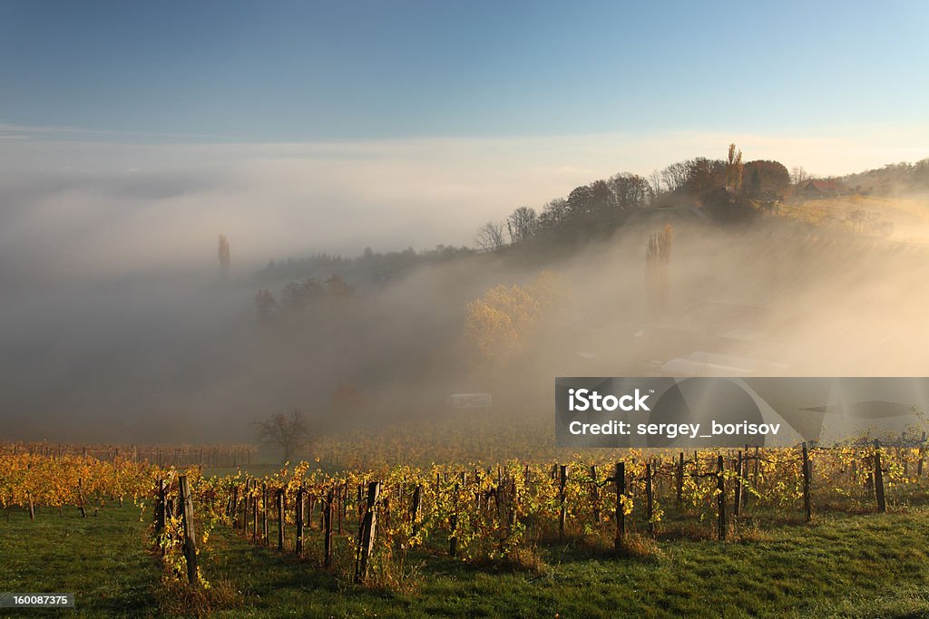 Vigneti in Austria - Foto stock royalty-free di Agricoltura