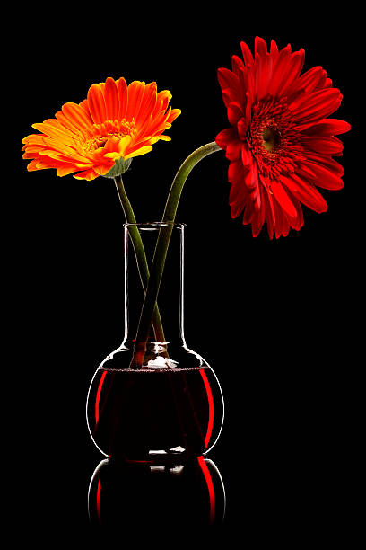 Two flowers in a test tube stock photo