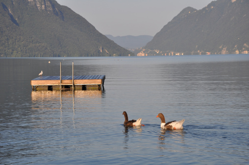 swimming platform with birds on the lago di lugano in itali
