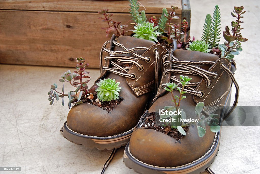 Grow Where You Are Planted Succulents growing out of work shoes. Botany Stock Photo