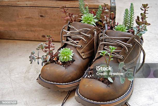 Grow Where You Are Planted Stock Photo - Download Image Now - Botany, Dirt, Green Color