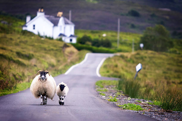 Sheep walking Adorable sheep and lamb walking care-freely on street in Scotland lamb animal photos stock pictures, royalty-free photos & images