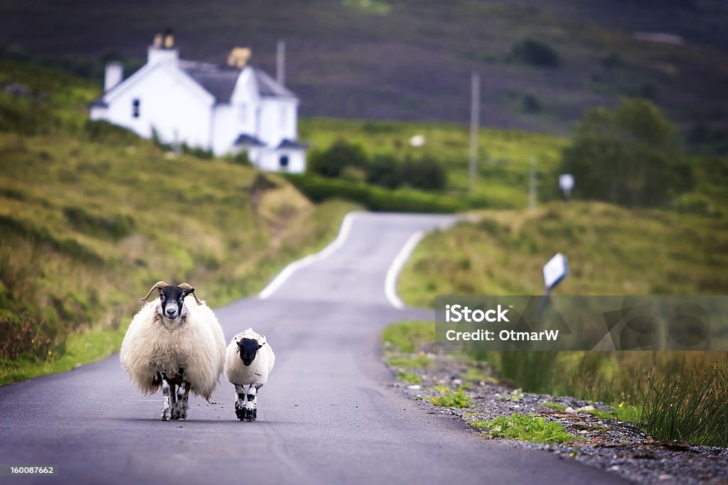 Ovelhas de caminhada - Foto de stock de Escócia royalty-free