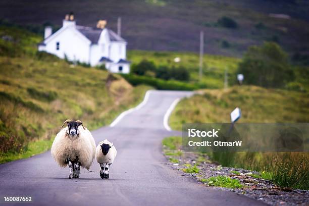 Ovelha Andar - Fotografias de stock e mais imagens de Escócia - Escócia, Ovelha - Mamífero ungulado, Estrada