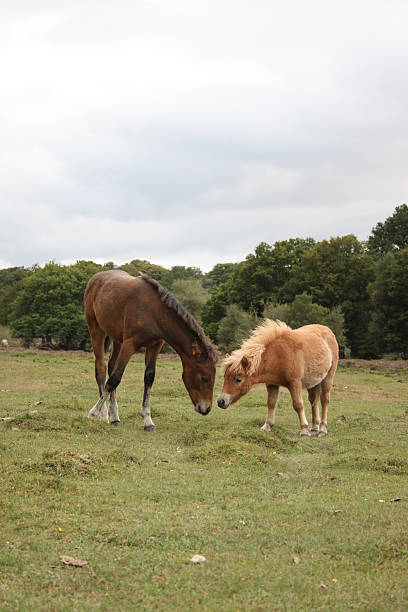istock pony and horse interacting 160087666