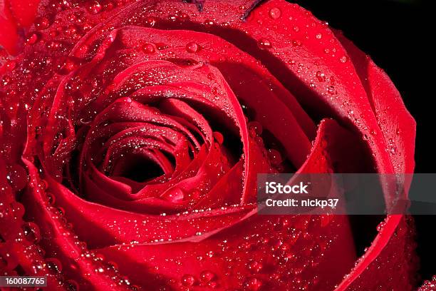 Red Rose Detail Stock Photo - Download Image Now - Abstract, Beauty, Beauty In Nature