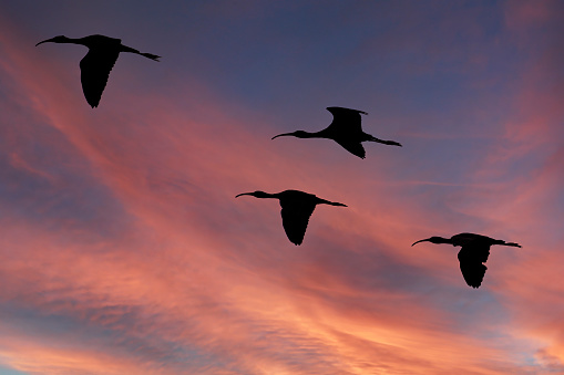 Glossy ibis flying at sunset