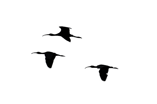 Glossy ibis in silhouette