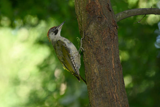 European green woodpecker (Picus viridis)