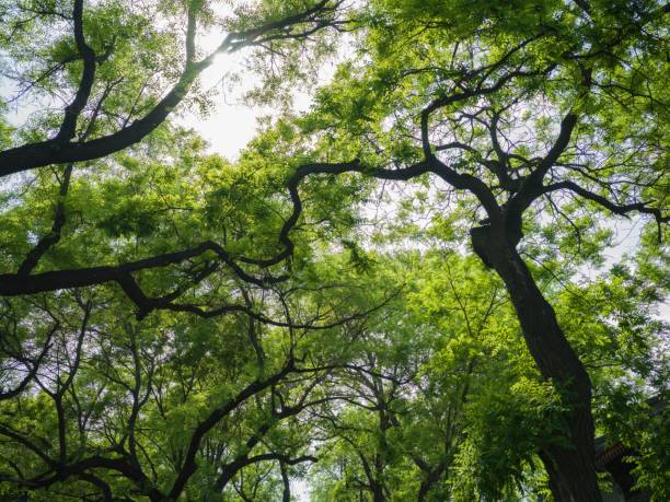 istock trees, like these are so green there are no leaves on them 1600900312