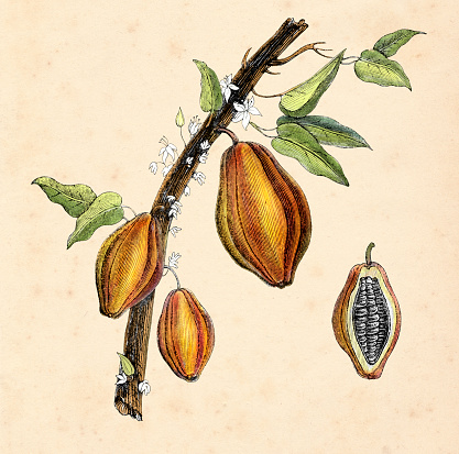 Cacao tree with fruit illustration 1854
Original edition from my own archives
Source : Correo de Ultramar 1853