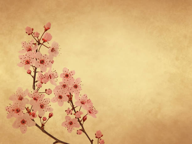 istock Cherry tree branch with spring pink flowers on old paper background 1600907901