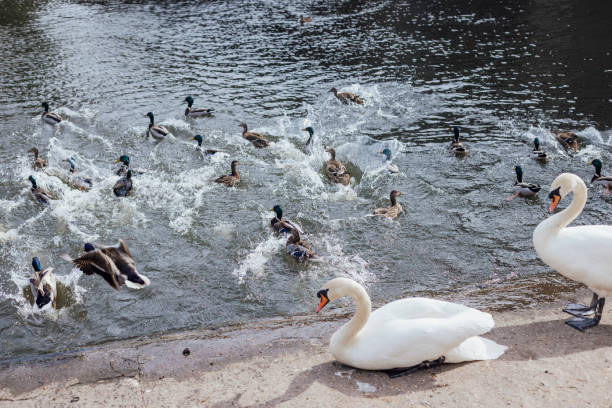 A hand feeding a swan some bread