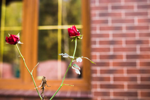 Decoration of the plot with flowers and plants - a rose bush against the background of a brick wall of a country mansion - an English garden