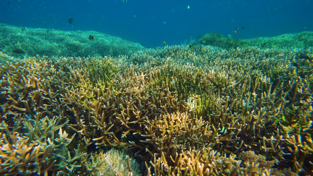 Abundance of colorful coral ecosystem in Bali, Indonesia