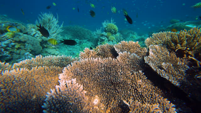 Abundance of colorful coral ecosystem in Bali, Indonesia