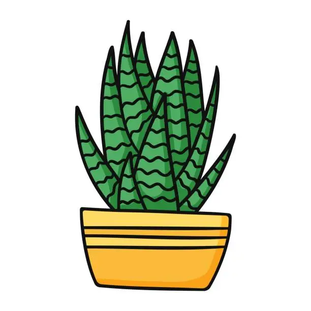 Vector illustration of Cute green cartoon Haworthia succulent in yellow pot. Isolated vector illustration on white background