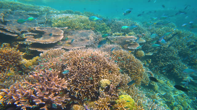 Colourful coral and fishes kingdom