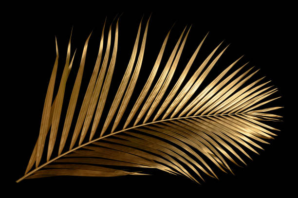 istock golden coconut leaves isolated on black background, clipping path 1600959655
