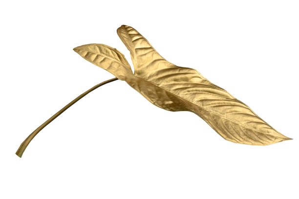 Tropical leaves in gold color on white space background.Abstract monstera leaf decoration design.clipping path