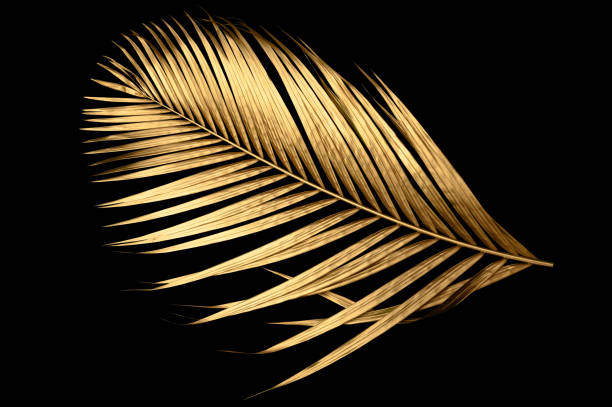 istock golden coconut leaves isolated on black background, clipping path 1600959658