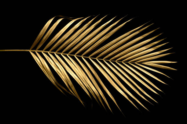 istock golden coconut leaves isolated on black background, clipping path 1600962422