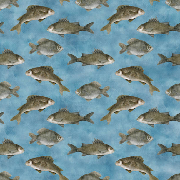 ilustrações de stock, clip art, desenhos animados e ícones de watercolor freshwater fish seamless pattern. hand drawn european carp, common perch, bass fish on blue water background. school of fish illustration. lake, river fishing. seafood, packaging design. - fish prepared fish fishing bass