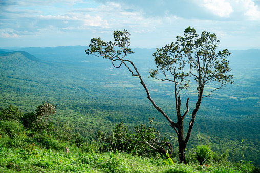 Trees along the cliff at Sai Thong National Park View Point, Chaiyaphum Province, Thailand