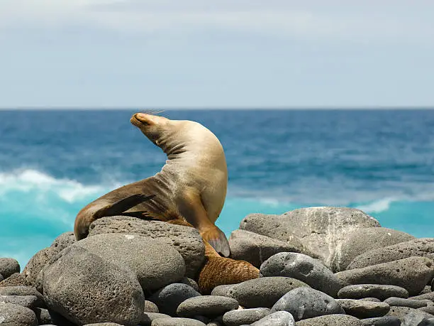 Photo of A sea lion on the rocks by the ocean doing morning stretches