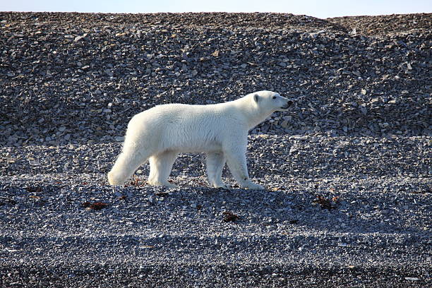 istock Polar Bear walking on rebound beach in Canadian Arctic. 160098559