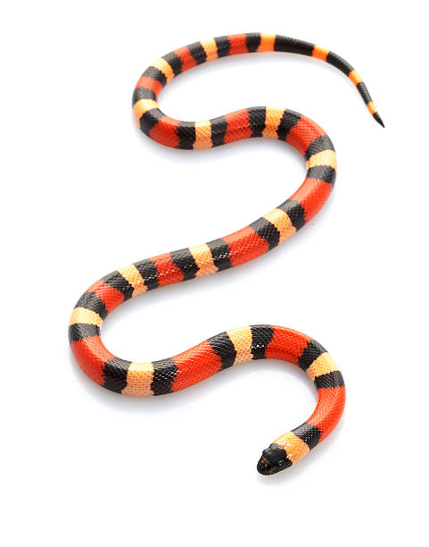 istock San Pueblan Milksnake 160098624