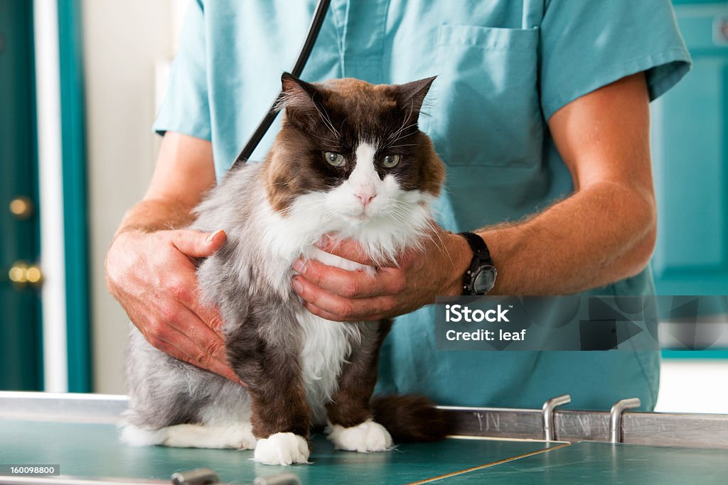 Cat Check de - Foto de stock de Gato doméstico libre de derechos