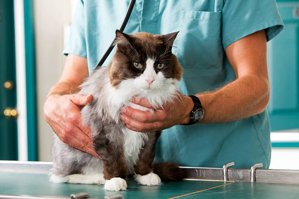 cat check de - vet domestic cat veterinary medicine stethoscope fotografías e imágenes de stock